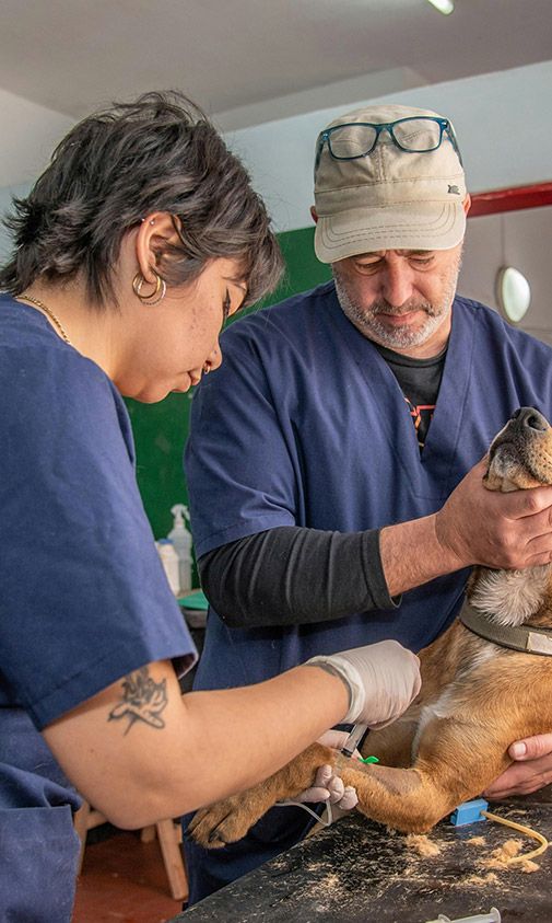 A vet