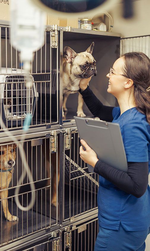 Veterinary professionals connecting in a safe, supportive space