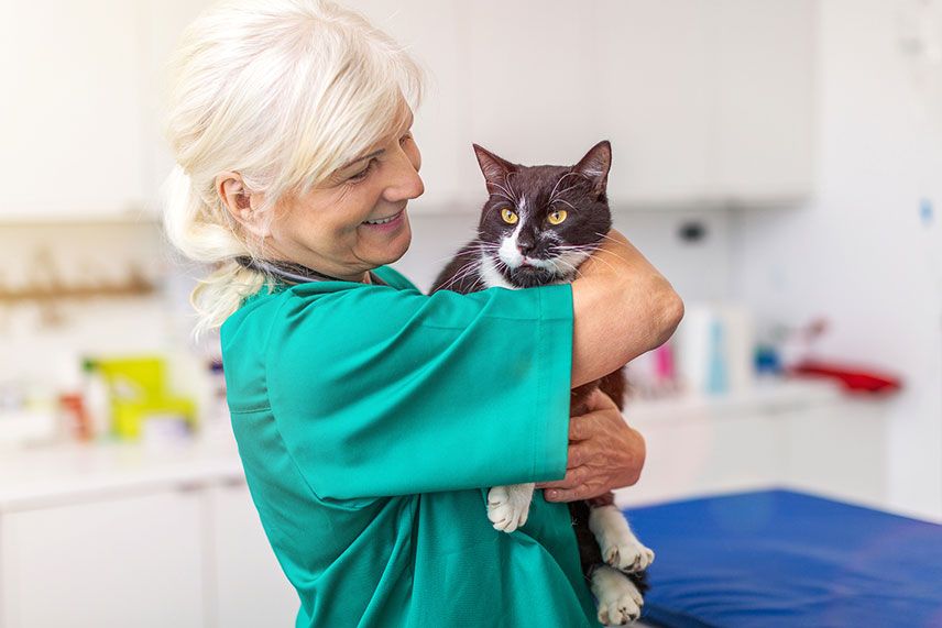 Veterinarians in a guided group discussion
