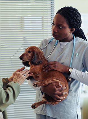 Veterinary team member during a demanding moment at work