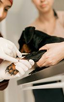 Veterinary professional with an animal patient