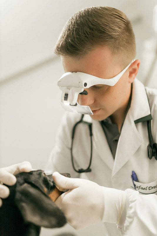 A veterinarian examining a dog's eye