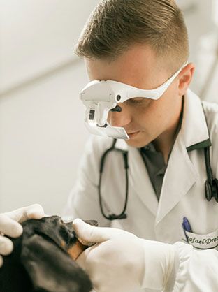 Veterinary professional caring for an animal